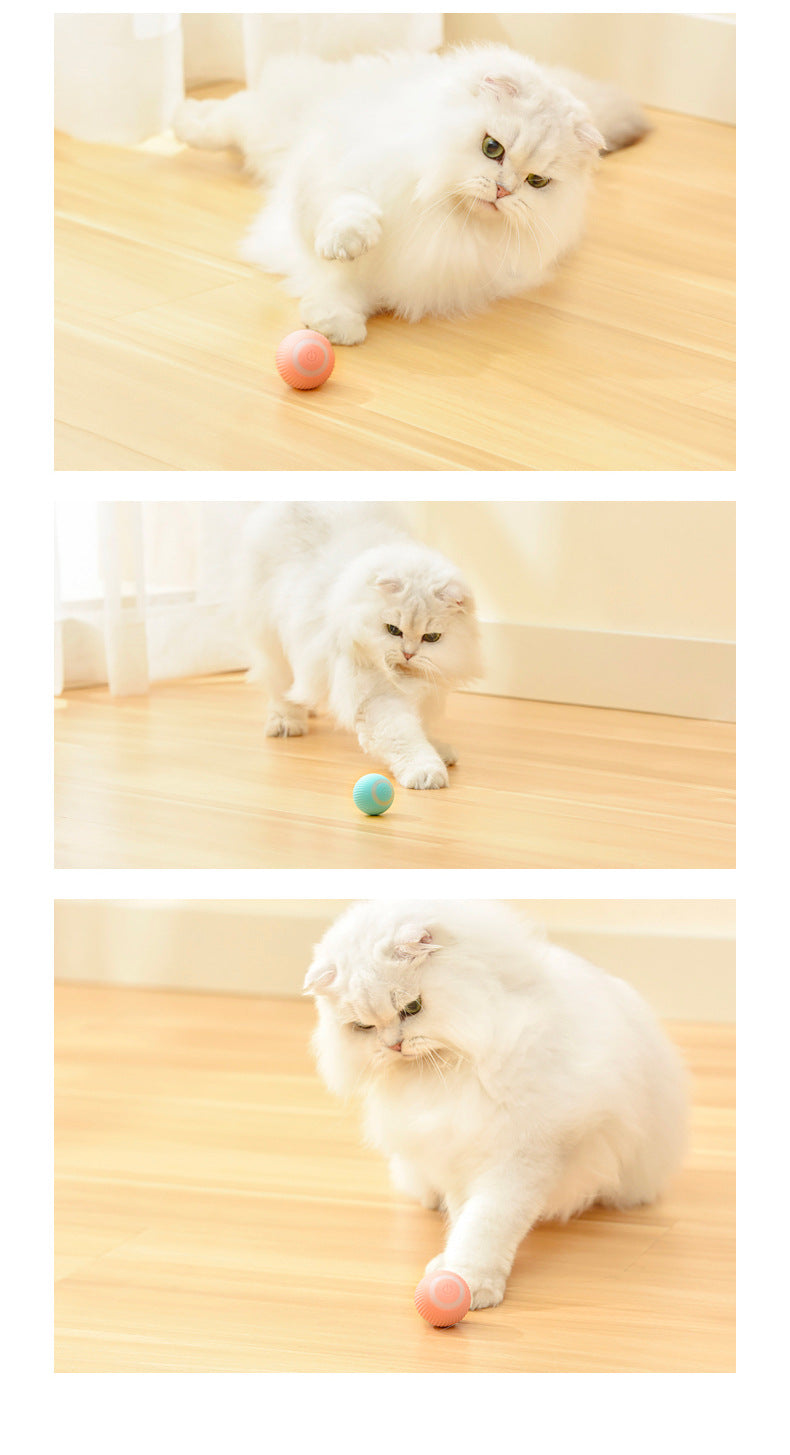 Cat chasing the ball on a wooden floor